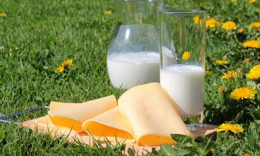 גבינה צהובה נעם טרה