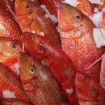 דג בורי ערך תזונתי