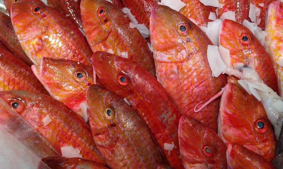 דג בורי ערך תזונתי