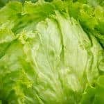 LETUCE