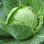 cabbage