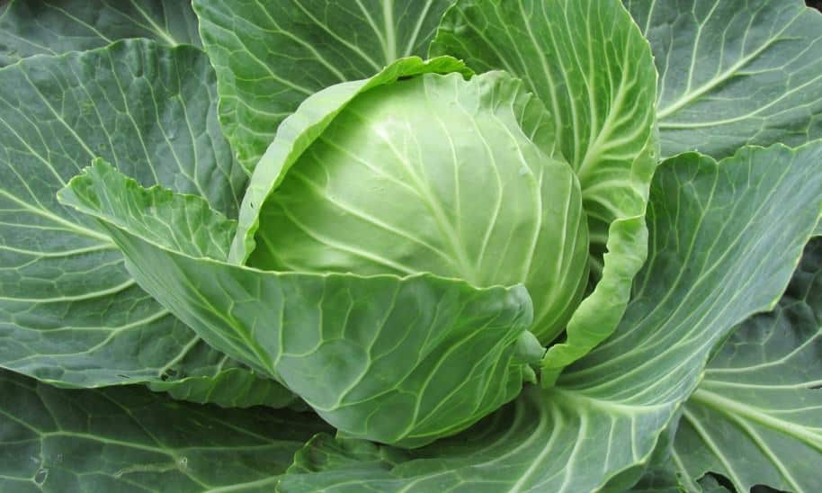 cabbage