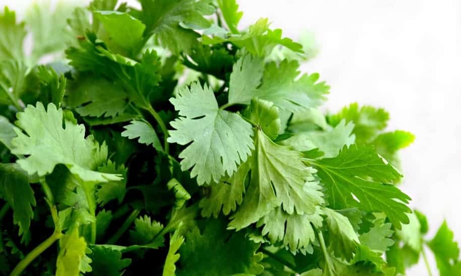cilantro