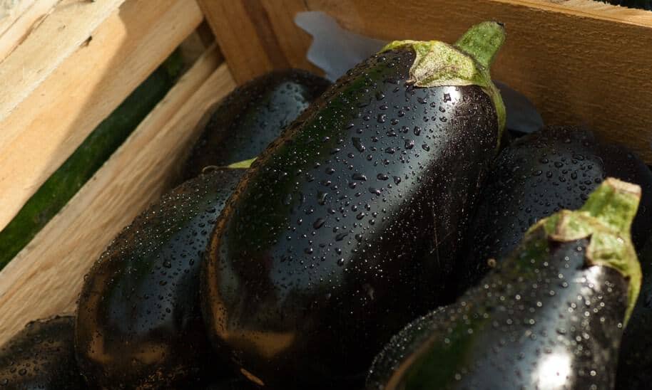 eggplant