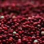 fresh_cranberry
