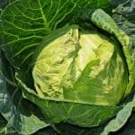 cabbage_diet