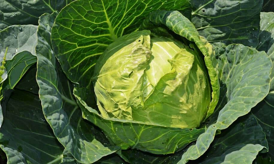 cabbage_diet
